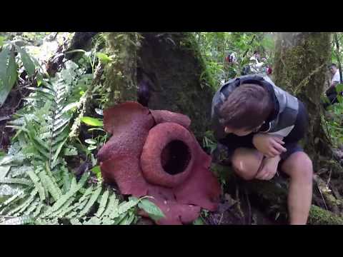 Video: Koji Je Najveći Cvijet Na Svijetu