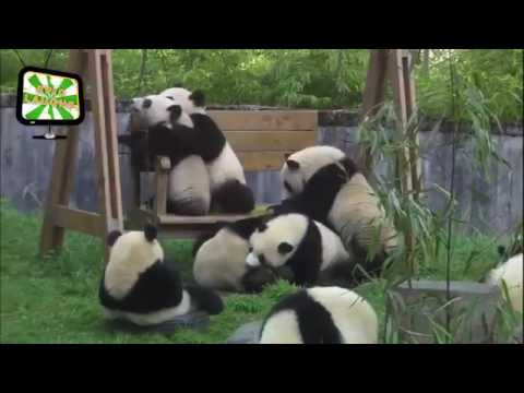 لقطات مضحكة دب الباندا