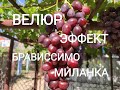 Эффект,Велюр,Брависсимо,Миланка