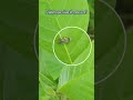 ¿Saben que tipo de mosca es? #insectos #nature #Moscas #elsalvador