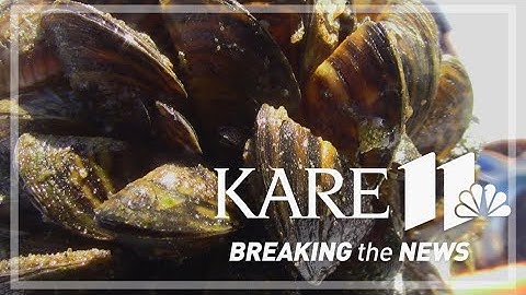 35 years since first zebra mussels discovered in Minnesota, where are we now?