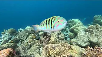 Fischi 09.10.24