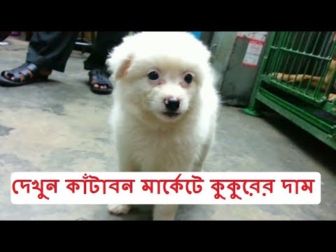 dog bazar price