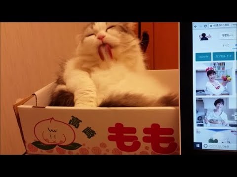 ペロペロが可愛すぎてPCに集中できない - YouTube