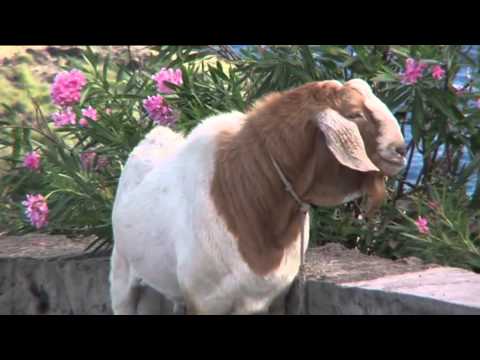 Tropical Kingdom Saba