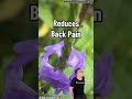 Blue Vervain