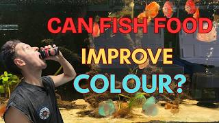 You Can't Feed a Fish Bluer (The Truth About Colour Food)