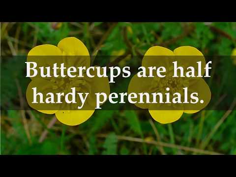 वीडियो: बटरकप गार्डन (54 फोटो): बारहमासी एशियाई बटरकप के लिए रोपण और देखभाल, रैनुनकुलस फूल की किस्में 