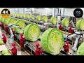 Inside the 100K-LB Cabbage Factory – Hypnotic Coleslaw Shredding (Full Process)