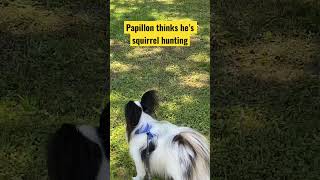 Hilarious Papillon thinks he’s a squirrel hunter