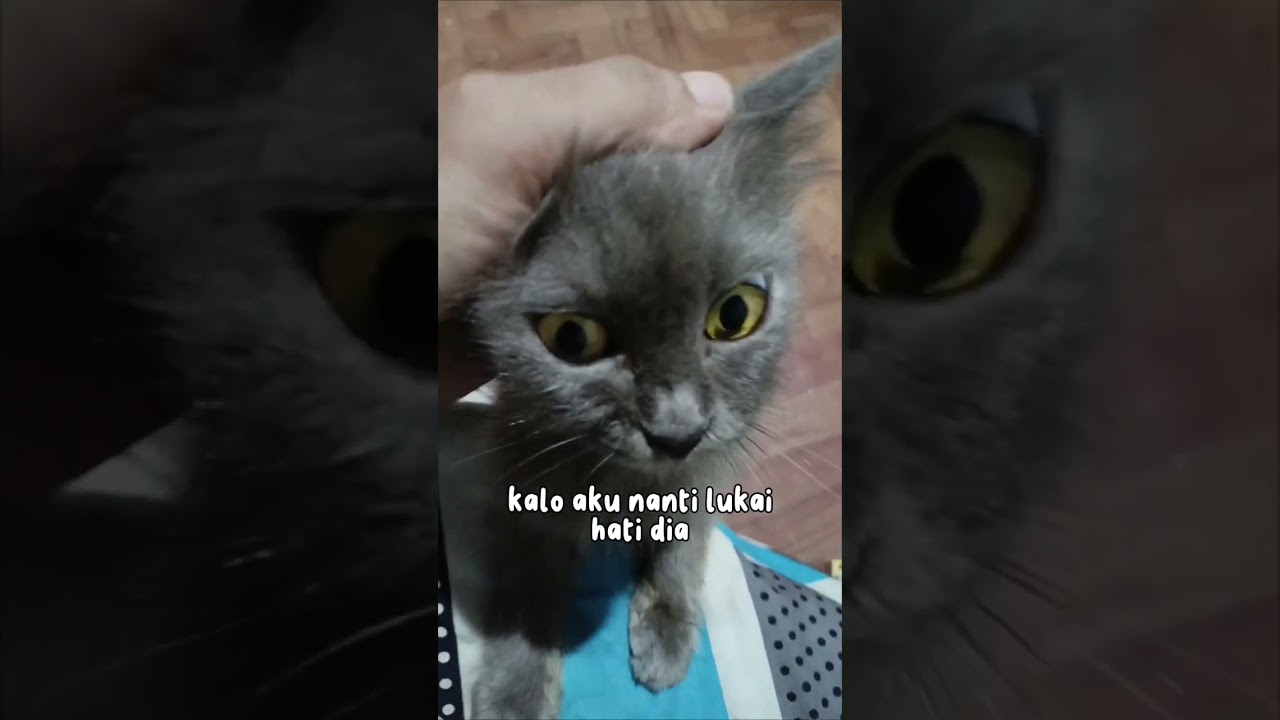 kucing persia lucu. 🐾😺 