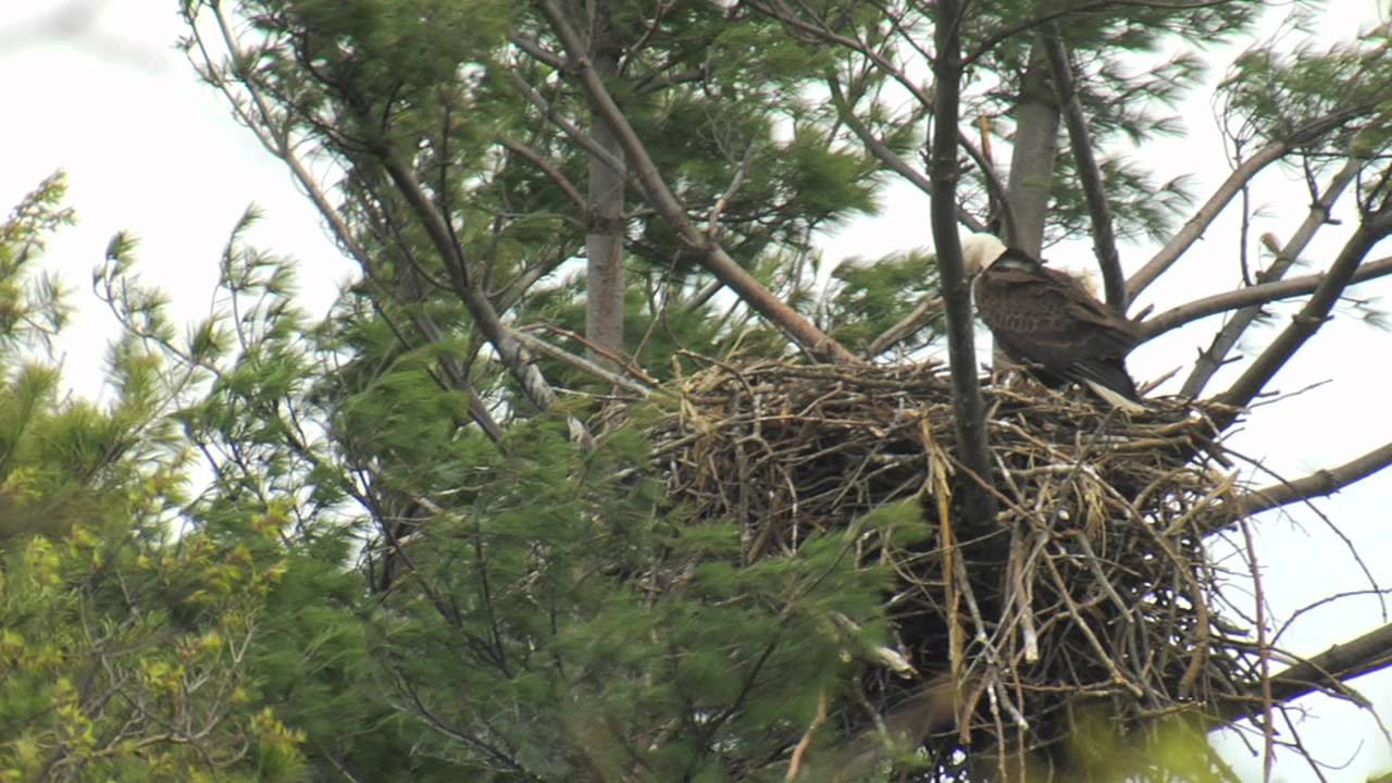 BaldEagles.mov