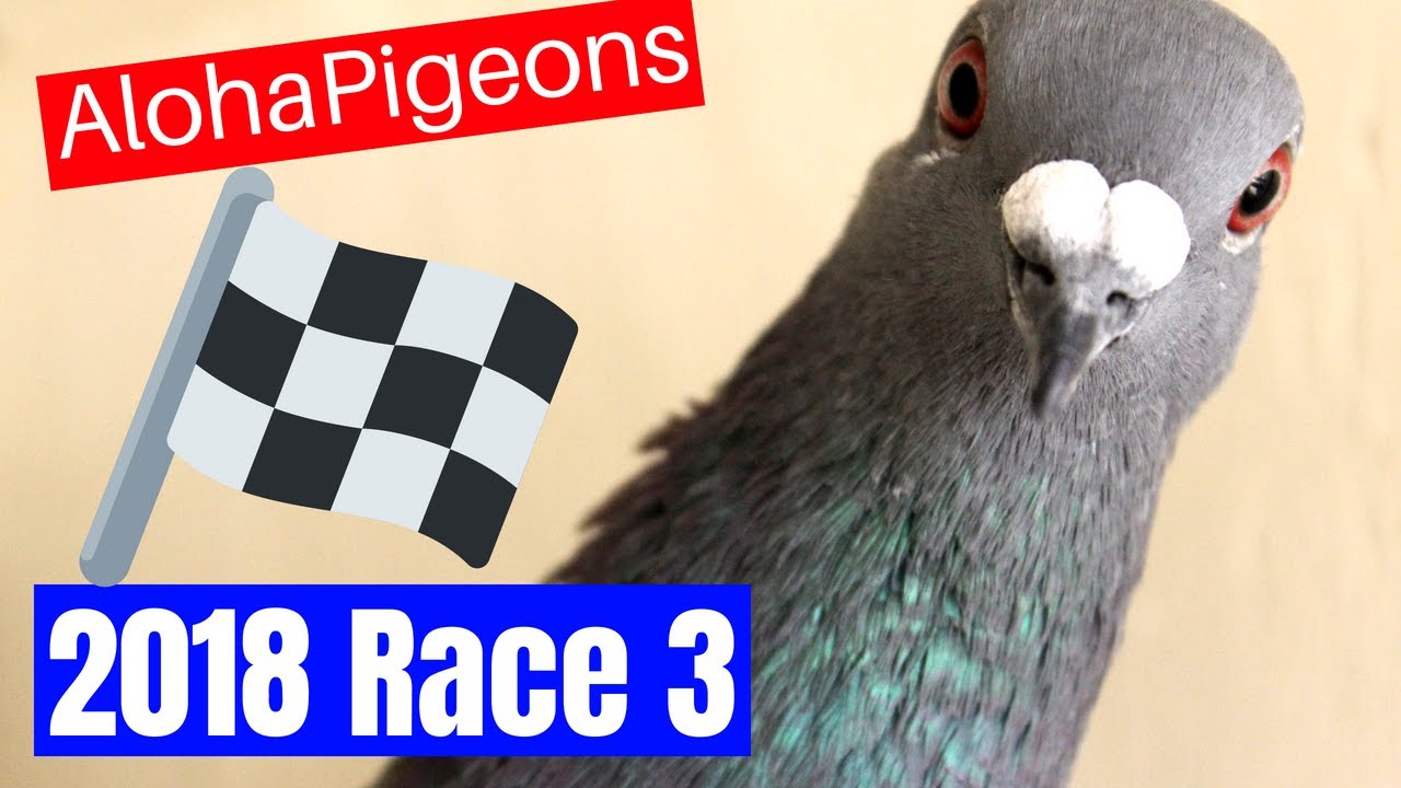 2018 homing pigeon race from the big island of hawaii to oahu youtube