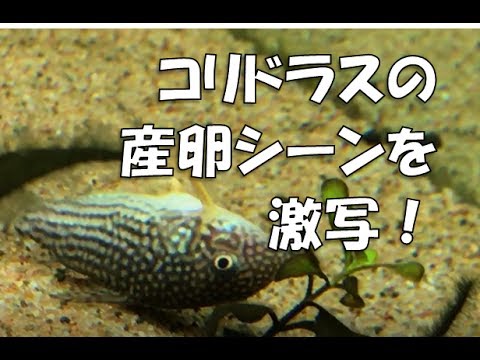 コリドラスの産卵シーンを激写 スロー撮影 Spawning Coridoras Youtube