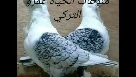 قصار السور للقارئ احمد ابراهيم عطيه