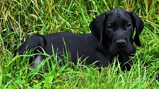 The COMPLETE guide to a new Great Dane puppy