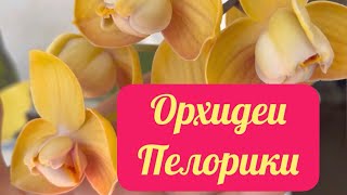 картинка: ЧТО СЛУЧИЛОСЬ с ОРХИДЕЕЙ после ГОРМОНАЛЬНОЙ ФИТОПАСТЫ?