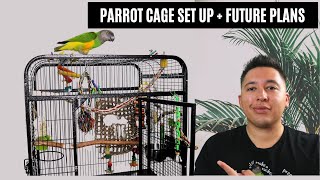 Getting Your Parrot To Enjoy Its Cage | My Current Cage Set Up + Future Plans