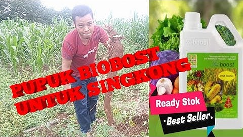 RAHASIA SINGKONG BISA SUBUR DAN BESAR