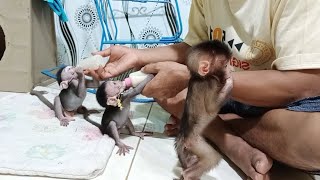 the baby monkey that I care for is fed anddrunk two hours later