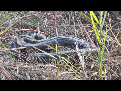 Asian Rock Python (Python molurus)
