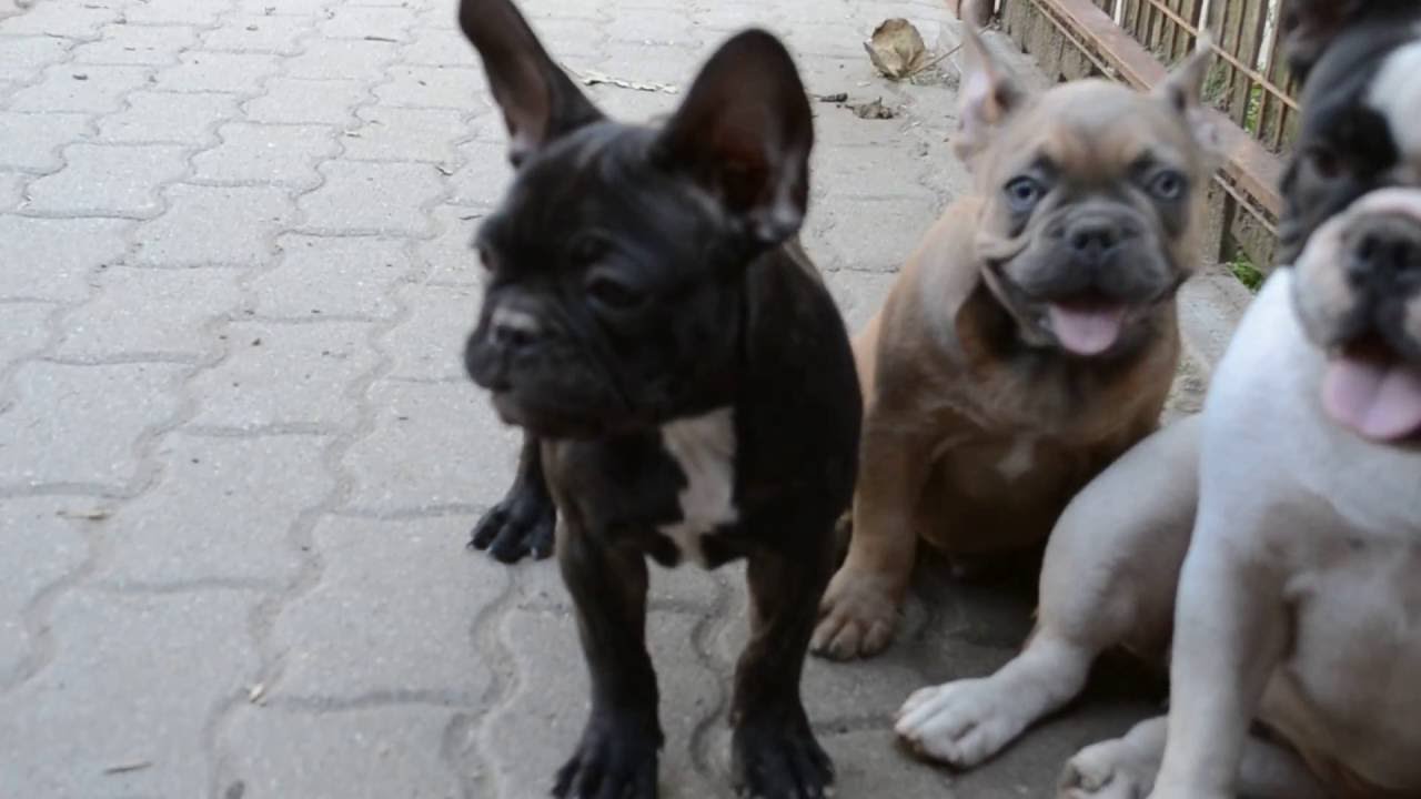 Frenchies at 3 months old age - YouTube