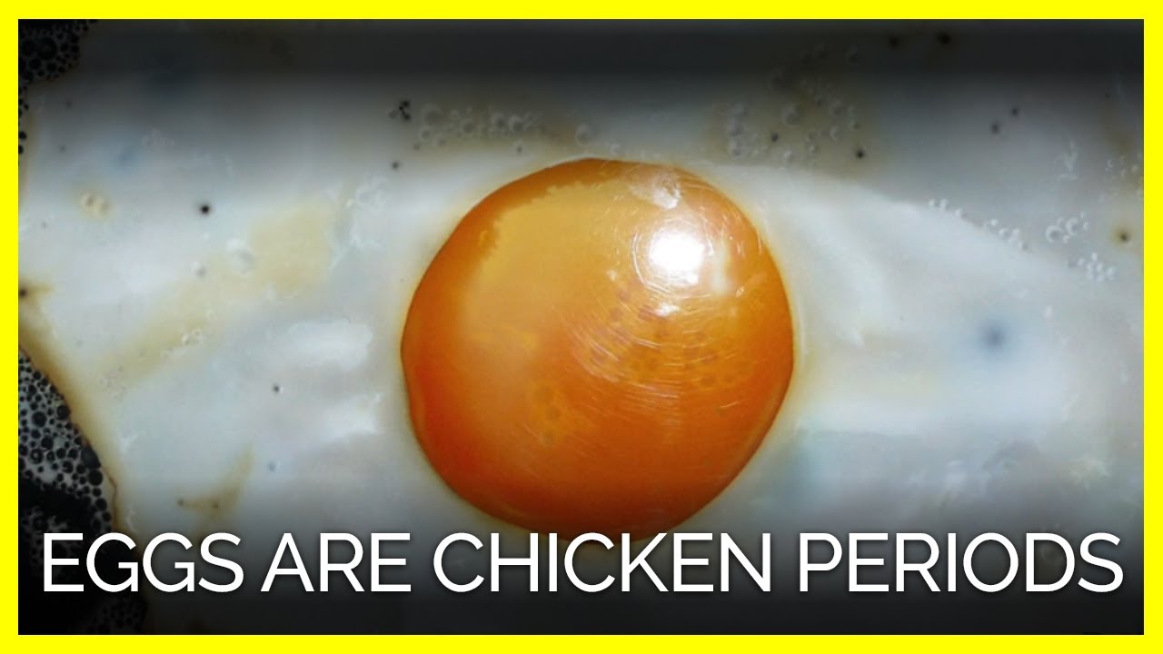 Eggs Are Chicken Periods YouTube