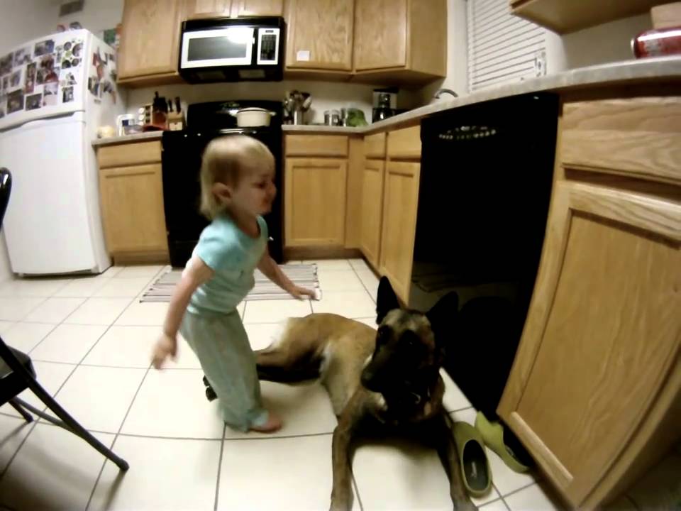 belgian malinois with kids