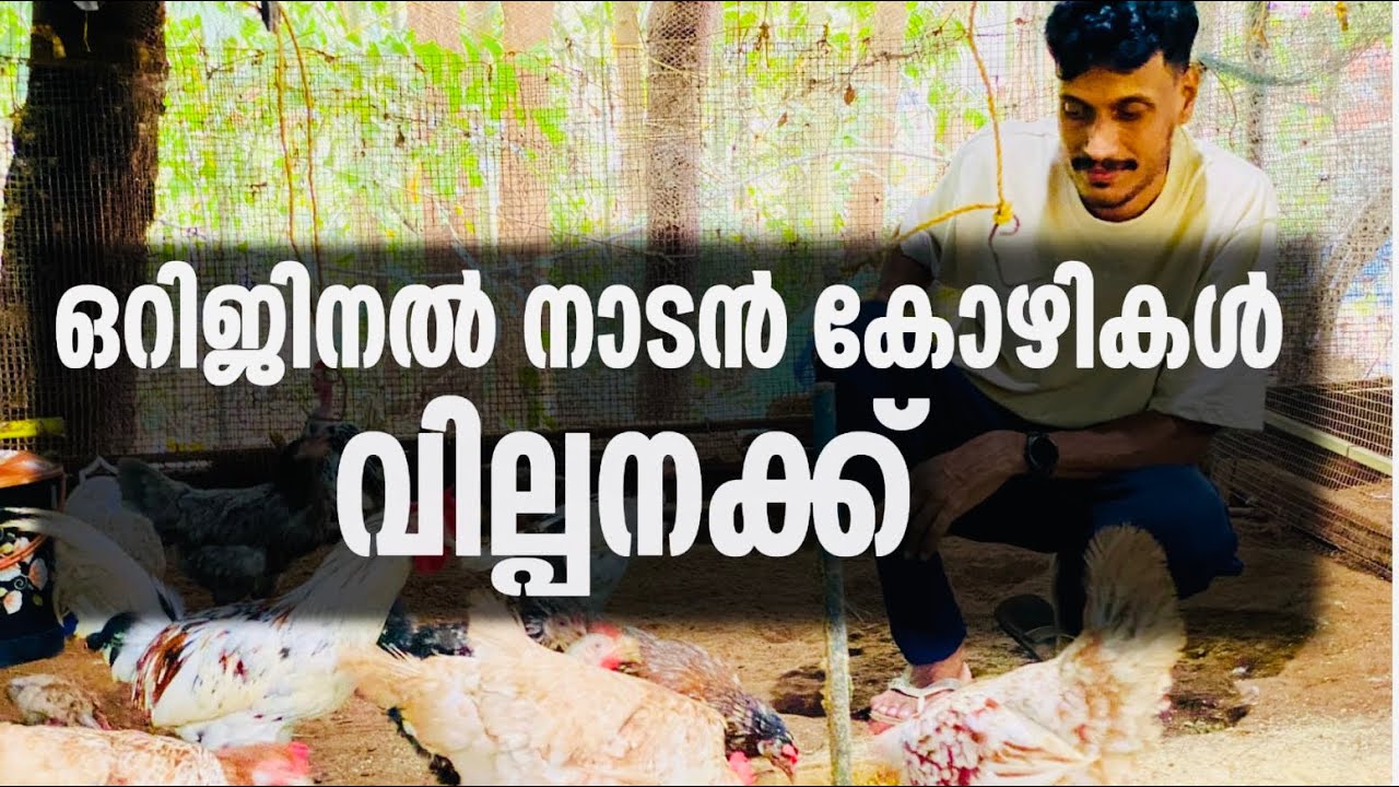 ഒറിജിനൽ നാടൻ കോഴികള്‍ വിൽപ്പനക്ക് original nadan kozhi for sale Malappuram 