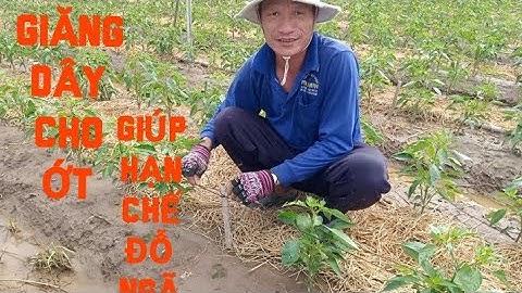 GIĂNG DÂY CHO VƯỜN ỚT Ở CỒN CHÂU MA