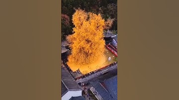 😳1400yo ginkgo tree in a temple in Xian 🇨🇳 #china #travel #chinadiaries #explore #traveldestinations