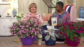 Girl Next Door 4Pc SuperCal Petunia Live Plants w/ Sample Food on QVC screenshot 4
