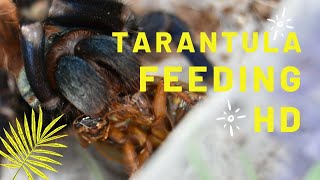 Tarantula Feeding in HD @TarantulaswithShanti