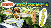 グッピーの寿命の前兆 水上で暮らすグッピーママ Youtube