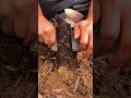 Harvesting bamboo shoot in forest soil