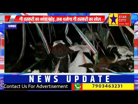Dhanbad:गौ तस्करी का हुआ भंडाफोड़, कई गोवंश बरामद