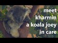 meet kharmin a koala joey in care - heart melting moments