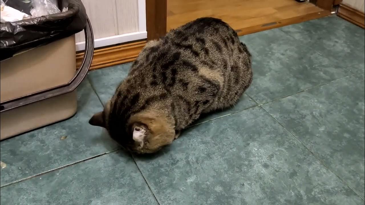Кота Барсика штырит от маслин 🤣 - YouTube