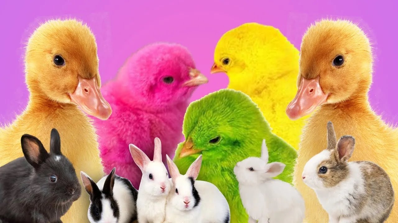 Catch millions of cute chickens, colorful chickens, rainbow ,rabbits 😍 ...
