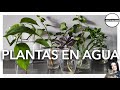 PLANTAS QUE PUEDES CULTIVAR EN AGUA