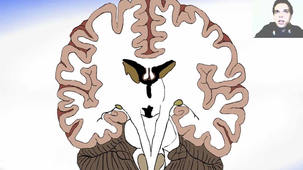 Coronal Section Of The Brain And Basal Ganglia - YouTube