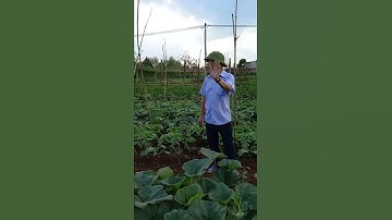 vườn rau củ quả sạch.