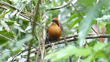 Rufous Motmot, Baryphthengus martii semirufus, Pipeline Road, Panama, 26 Nov 2021 (3/3)