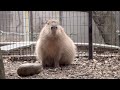 カピバラ　日曜日の大宮公園小動物園 の動画、YouTube動画。