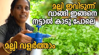 മല്ലി ഇങ്ങനെ നട്ടാൽ കാടു പോലെ മല്ലി കൃഷി | Malli Krishi | Coriander farming