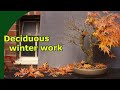 Winter work for deciduous bonsai shown on a arakawa japanese maple