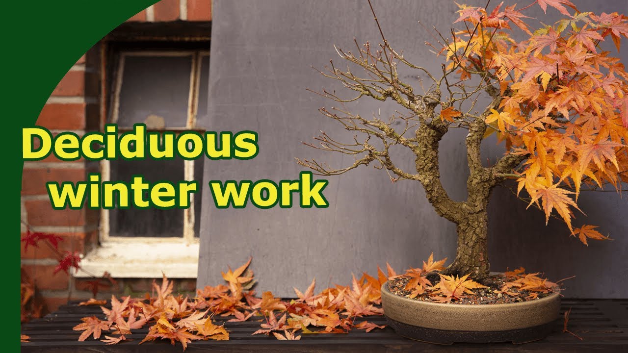 Зимние работы по формированию лиственного бонсай (на примере японского клена Аракава)