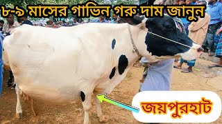 ৮,৯ মাসের গর্ভবতী গরুর দাম জানুন | আজ ২৩/১২/২৩ গর্ভবতী গরু | জয়পুরহাট গরুর হাট | pregnant cow