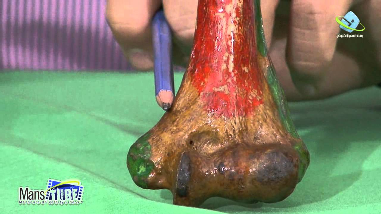 عملي التشريح (عظم) المحاضرة الثالثة