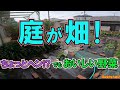 #21 地面を植木鉢の様に！水＆養分を自動化！耕すを省力化！農薬ナシ！おススメ野菜！キュウリ300本超！初心者におススメ品種！